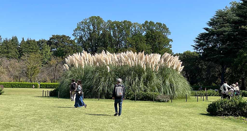 Pampas Grass at Jindai Botanical Garden